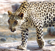 Arabic Tiger Arabic Tiger