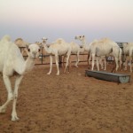 جمال جمال