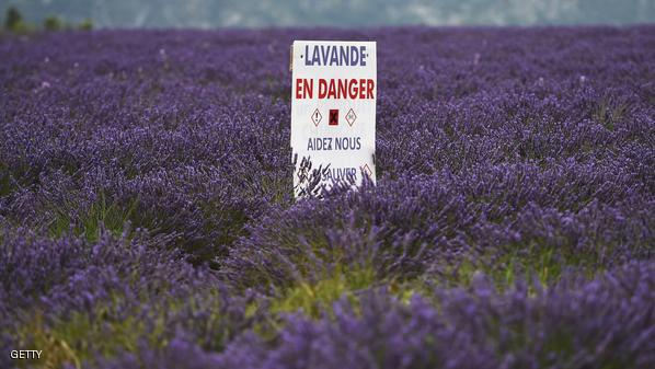 FRANCE-AGRICULTURE-LAVENDER-EUROPE