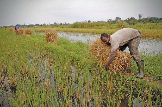 A man harvests rice in a rice field in Nanan