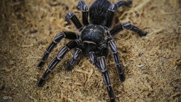 NICARAGUA-ANIMALS-SOCIAL-BUSINESS-SPIDER-TARANTULA