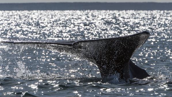 MEXICO-NATURE-WHALES