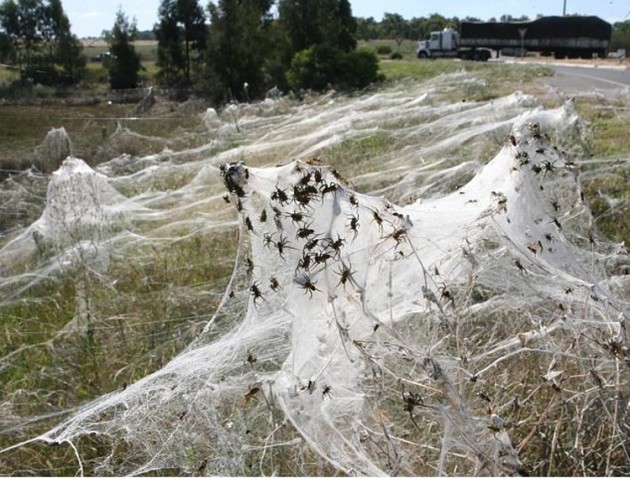 araignees-Australie-1