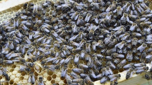 FRANCE-BEES