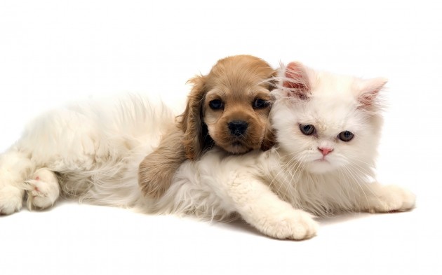 cat-dog-cute-20141125015335-5473e11f00197